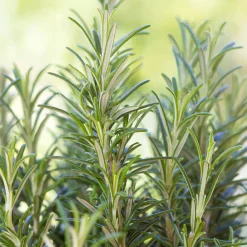 Romarin officinale - Cueillez frais toute l'année