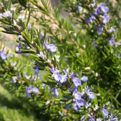 Romarin officinale - Cueillez frais toute l'année