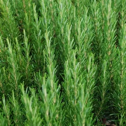 Romarin officinale - Cueillez frais toute l'année