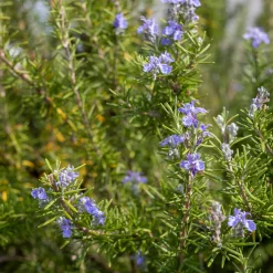 Romarin officinale - Cueillez frais toute l'année