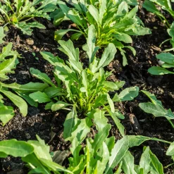 Roquette cultivée Bio - Récolte piquante en 4 semaines