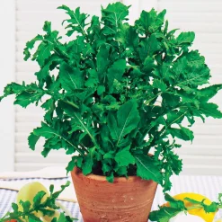 Roquette cultivée - Récolte piquante en 4 semaines