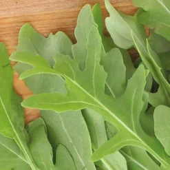 Roquette sauvage Rocky Wild Bio - Récolte piquante en 2 mois