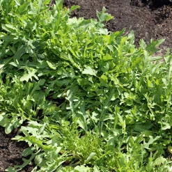 Roquette sauvage Sylvetta - Wild Rocket - Piquant, frais, à couper