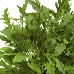 Roquette sauvage Sylvetta - Wild Rocket - Piquant, frais, à couper