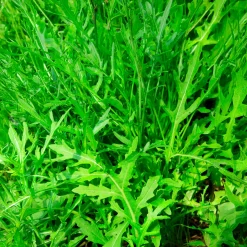 Roquette Wildfire (Wasabi) - Une salade au goût wasabi