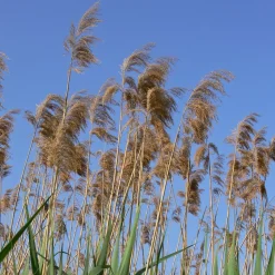 Roseau commun - Une berge naturelle en un été