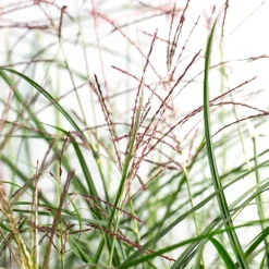 Roseau de Chine 'Ferner Osten' - L'automne en rouge cuivré