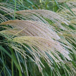 Roseau de Chine 'Gracillimus' - Le mouvement dans votre jardin