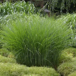 Roseau de Chine 'Gracillimus' - Le mouvement dans votre jardin