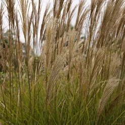 Roseau de Chine 'Gracillimus' - Le mouvement dans votre jardin
