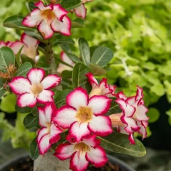 Rose du désert + cache pot blanc 16 cm. - Parfaite pour illuminer vos intérieurs