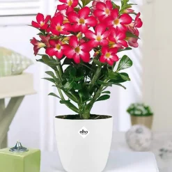 Rose du désert + cache pot blanc 16 cm. - Parfaite pour illuminer vos intérieurs