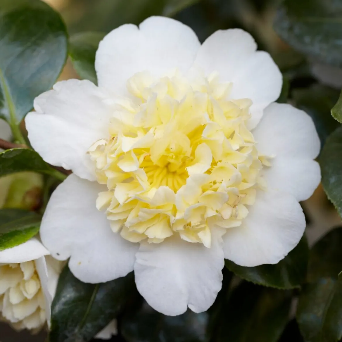 Rose du Japon Camellia 'Brushfields Yellow' blanc-jaune - Une fleur bicolore rare