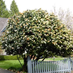 Rose du Japon Camellia 'Brushfields Yellow' blanc-jaune - Une fleur bicolore rare
