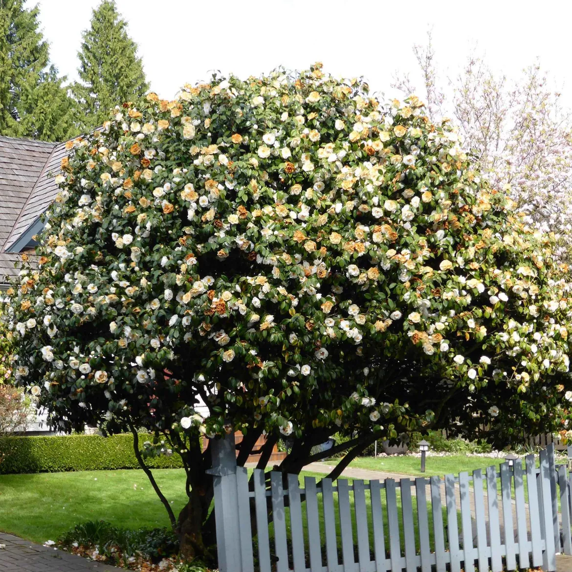 Rose du Japon Camellia 'Brushfields Yellow' blanc-jaune - Une fleur bicolore rare