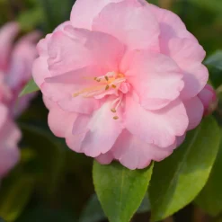Rose du Japon Camellia 'Spring Festival' rose - Fleurs roses dès février