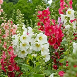 Roses trémières simples Antwerp Stars en mélange - Un mur de fleurs tout l'été