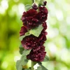 Rose trémière Chater's Double Purple - Un mur de fleurs doubles