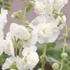 Rose trémière double Blanche - Un mur de fleurs blanches