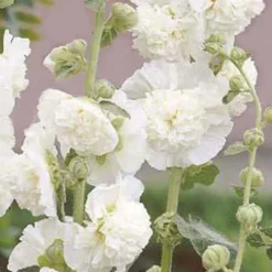 Rose trémière double Blanche - Un mur de fleurs blanches