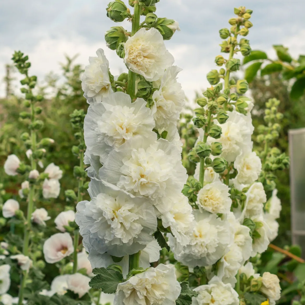 Rose trémière double Blanche - Un mur de fleurs blanches