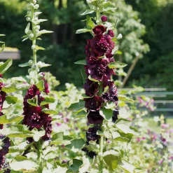 Rose trémière double Brun châtaigne - Un mur de fleurs brun rare