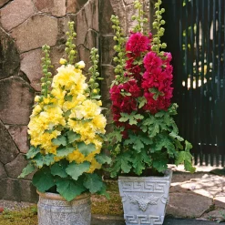 Rose trémière naine pourpre - La rose trémière du balcon