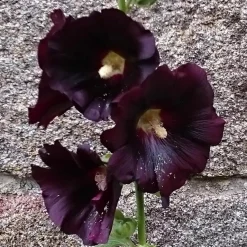 Rose trémière noire - La star noire du jardin