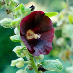 Rose Trémière simple noir Jet Black - Le noir qui fait sensation
