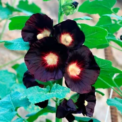 Rose Trémière simple noir Jet Black - Le noir qui fait sensation