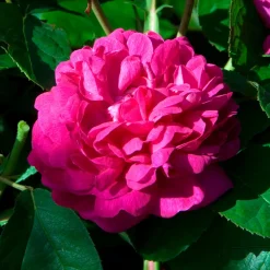 Rosier ancien Rose de Rescht - Parfum de rose garanti