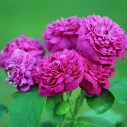 Rosier ancien Rose de Rescht - Parfum de rose garanti