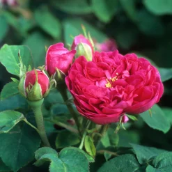 Rosier ancien Rose de Rescht - Parfum de rose garanti