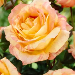 Rosier André Willemse - Un rouge éclatant au jardin