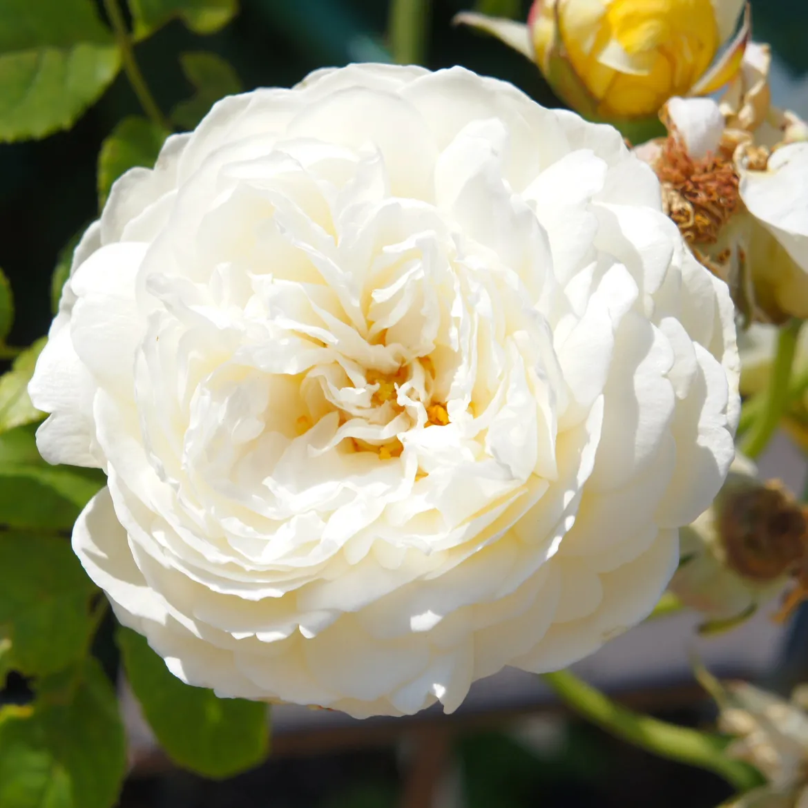 Rosier anglais Claire Austin® - Le parfum blanc crème star