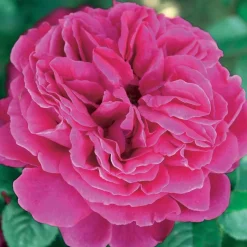 Rosier anglais Fish Ausgreen ® - Des roses tout l'été