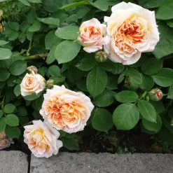 Rosier anglais grimpant Bathsheba® Auschimbley - Un mur de roses parfumées