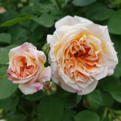 Rosier anglais grimpant Bathsheba® Auschimbley - Un mur de roses parfumées