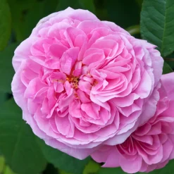 Rosier anglais grimpant Gertrude Jekyll® Ausbord - Un mur de roses parfumées