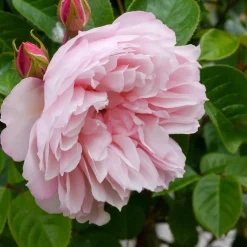 Rosier anglais grimpant The Generous Gardener® Ausdrawn - Une façade fleurie tout l'été