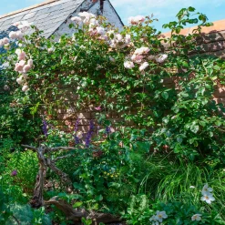 Rosier anglais grimpant The Generous Gardener® Ausdrawn - Une façade fleurie tout l'été