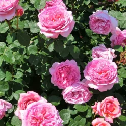 Rosier anglais Her's Ausgreen ® - Des roses parfumées tout l'été