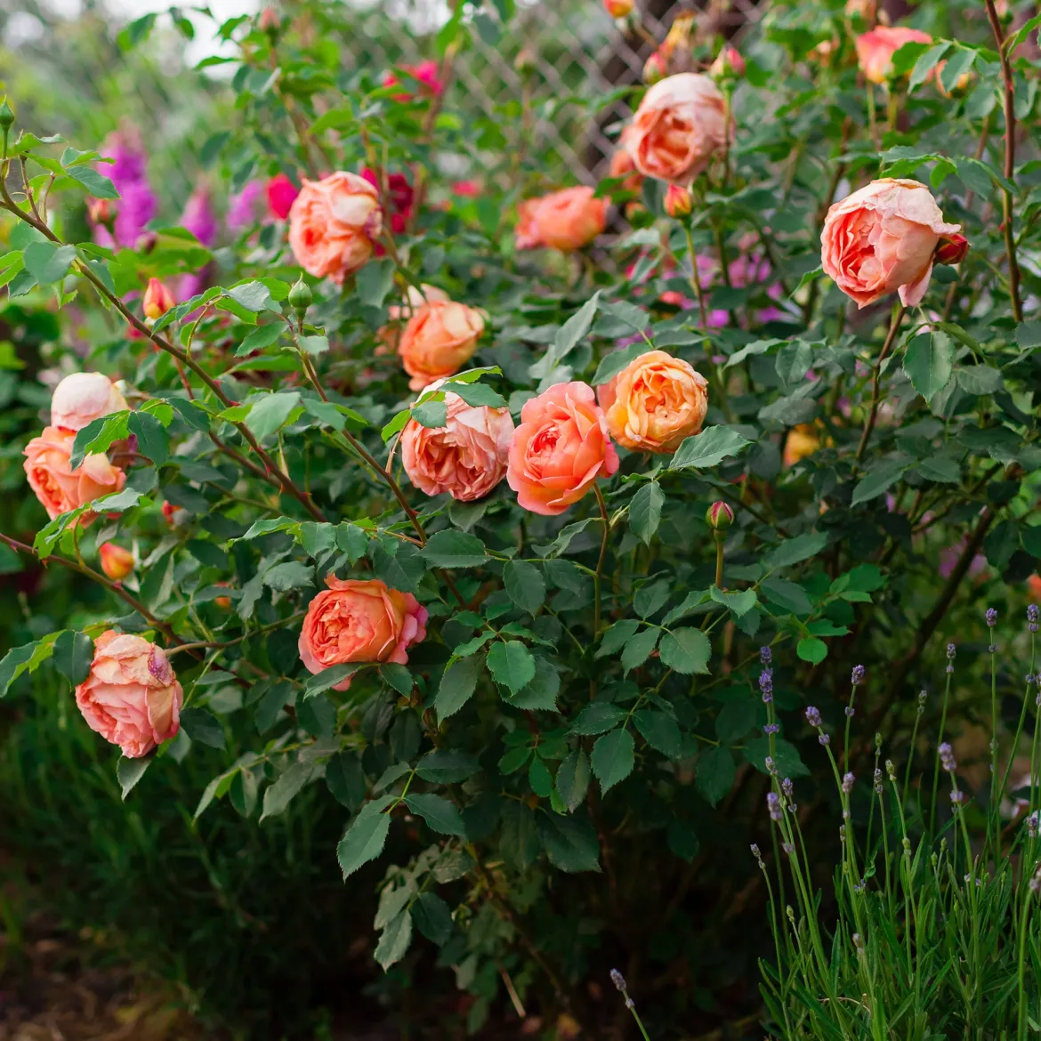 Rosier anglais Lady of Shalott - Un rosier orange inratable