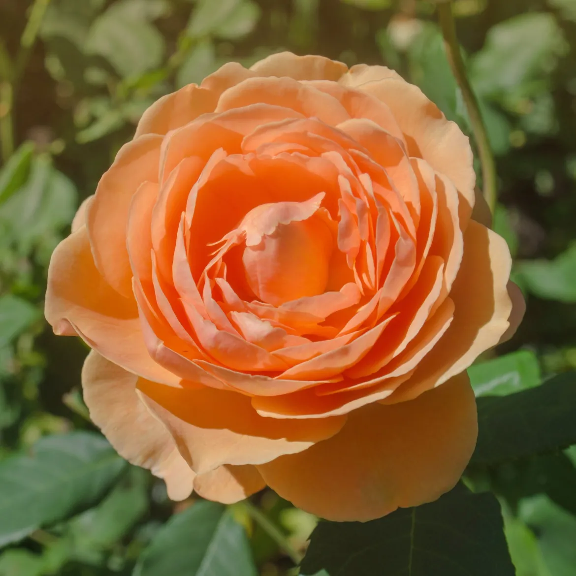 Rosier anglais Lady of Shalott - Un rosier orange inratable