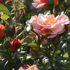 Rosier Aprikola® - Des roses tout l'été