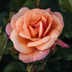 Rosier Aprikola® - Des roses tout l'été