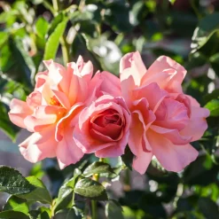 Rosier Aprikola® - Des roses tout l'été