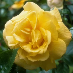 Rosier arbuste China Town - Un jaune lumineux tout l'été
