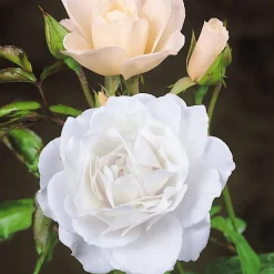Rosier arbuste Korbin - Roses blanches tout l'été